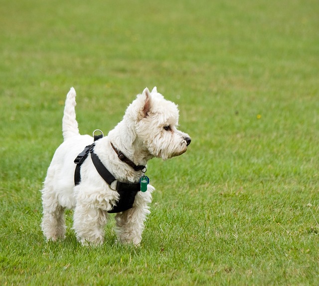 West Highland White Terrier Hvalpe Sjælland