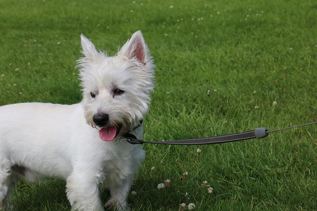 West Highland White Terrier Hvalpe Syddanmark