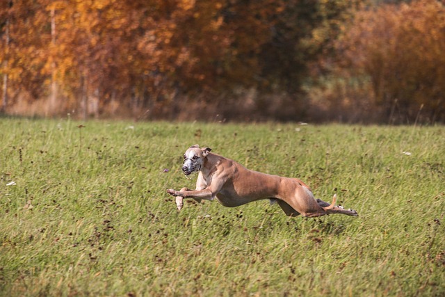 Whippet Hvalpe Nordjylland