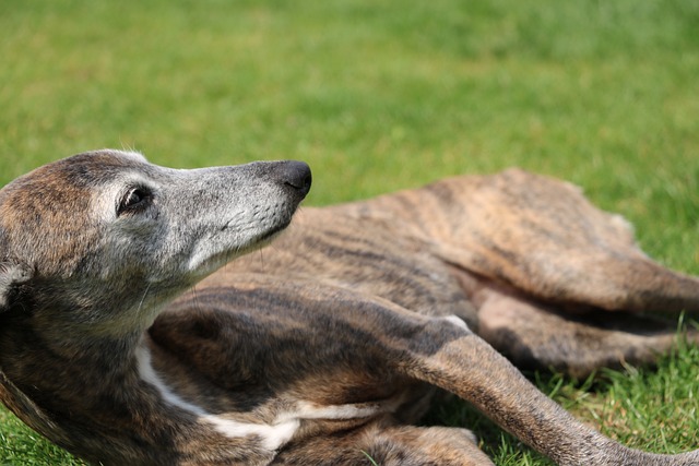 Whippet Hvalpe Sjælland