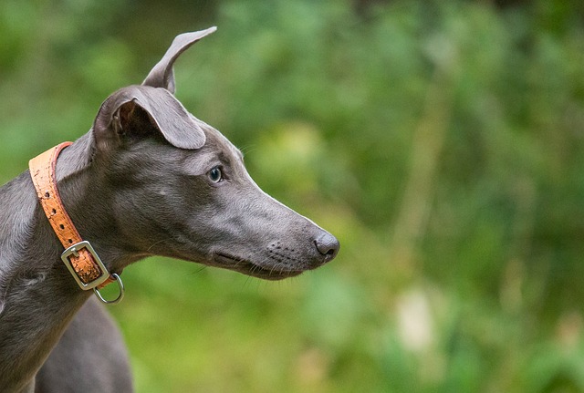 Whippet Hvalpe Syddanmark