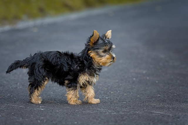 Yorkshire Terrier Hvalpe Nordjylland