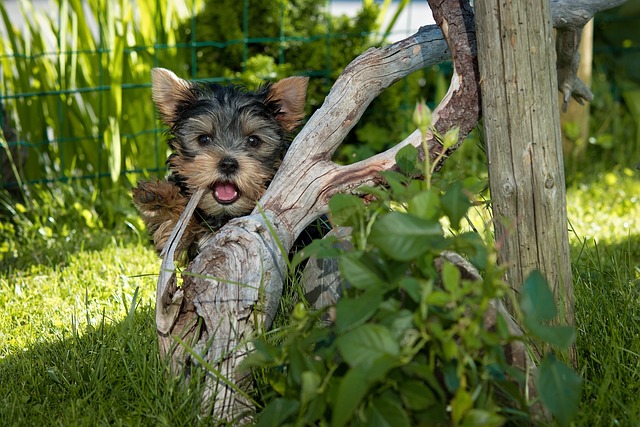 Yorkshire Terrier Hvalpe Sjælland