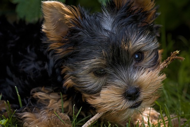 Yorkshire Terrier Hvalpe Syddanmark